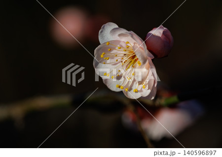 春を告げる花　ウメ 140596897