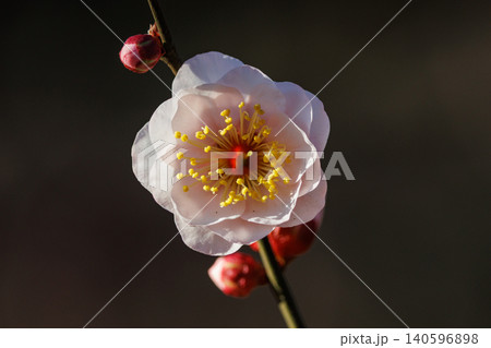 春を告げる花 ウメ 春を告げる花 ウメ 140596898