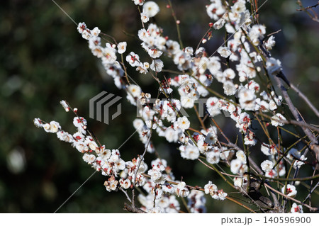 春を告げる花 ウメ 春を告げる花 ウメ 140596900