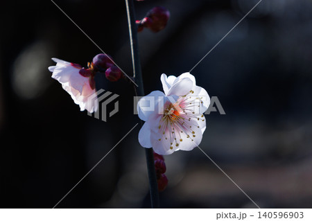 春を告げる花 ウメ 春を告げる花 ウメ 140596903