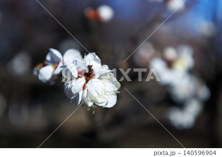 春を告げる花　ウメ 140596904