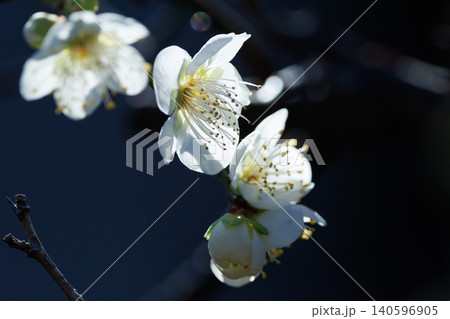 春を告げる花　ウメ 140596905