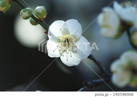 春を告げる花 ウメ 春を告げる花 ウメ 140596906