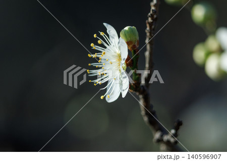 春を告げる花 ウメ 春を告げる花 ウメ 140596907