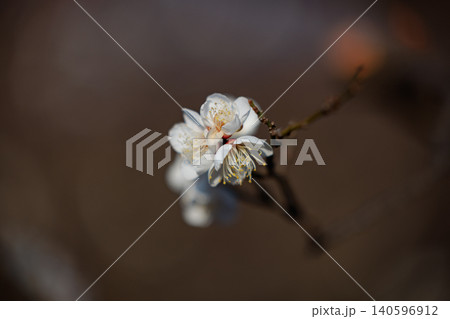 春を告げる花 ウメ 春を告げる花 ウメ 140596912