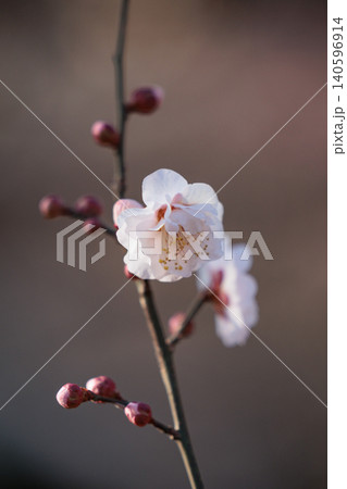 春を告げる花 ウメ 春を告げる花 ウメ 140596914