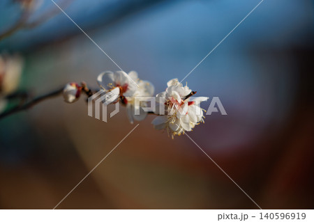 春を告げる花 ウメ 春を告げる花 ウメ 140596919