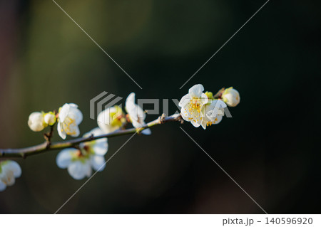 春を告げる花 ウメ 春を告げる花 ウメ 140596920