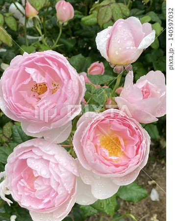 雨上がりの水滴が美しい淡いピンクのバラの花々 雨上がりの水滴が美しい淡いピンクのバラの花々 140597032