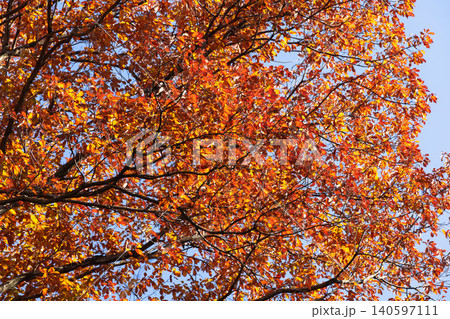紅葉で色づいた木々の葉 紅葉で色づいた木々の葉 140597111