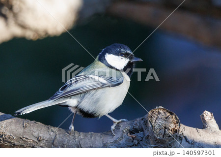 胸のネクタイが可愛らしい身近な野鳥 シジュウカラ 胸のネクタイが可愛らしい身近な野鳥 シジュウカラ 140597301