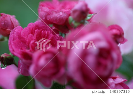 雨に濡れたバラ 雨に濡れたバラ 140597319