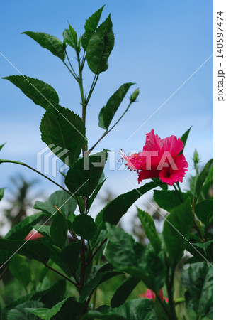 beautiful pink rose in the garden beautiful pink rose in the garden 140597474