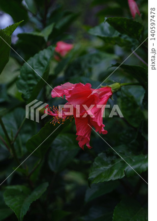 closeup of red hibiscus 140597478