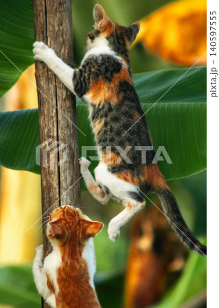 A calico cat enjoys exploring and climbing trees. A calico cat enjoys exploring and climbing trees. 140597555