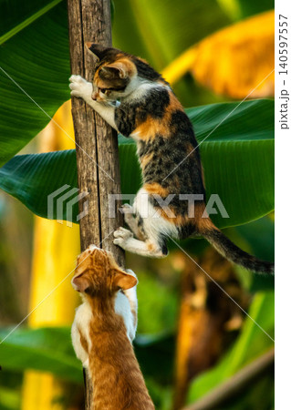 A calico cat enjoys exploring and climbing trees. A calico cat enjoys exploring and climbing trees. 140597557