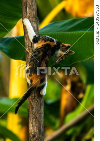 A calico cat enjoys exploring and climbing trees. A calico cat enjoys exploring and climbing trees. 140597563