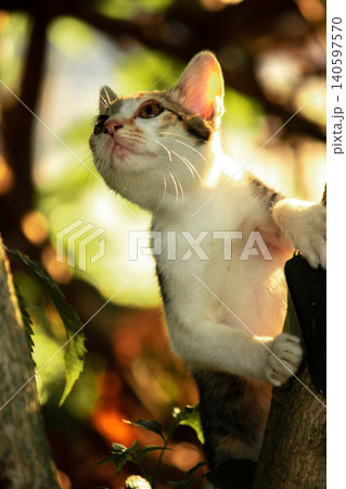 A calico cat enjoys exploring and climbing trees. A calico cat enjoys exploring and climbing trees. 140597570
