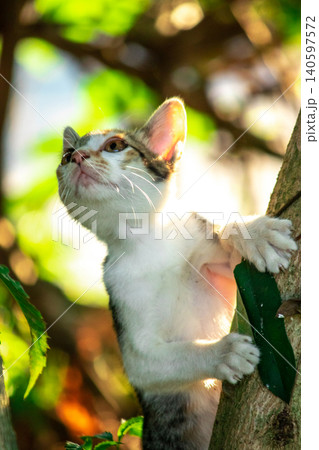 A calico cat enjoys exploring and climbing trees. A calico cat enjoys exploring and climbing trees. 140597572