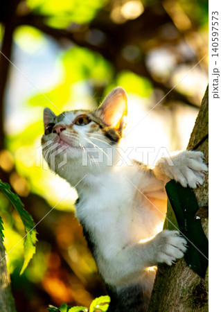A calico cat enjoys exploring and climbing trees. A calico cat enjoys exploring and climbing trees. 140597573