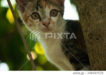 A calico cat enjoys exploring and climbing trees. A calico cat enjoys exploring and climbing trees. 140597578