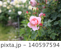 薄桃色のバラ 140597594