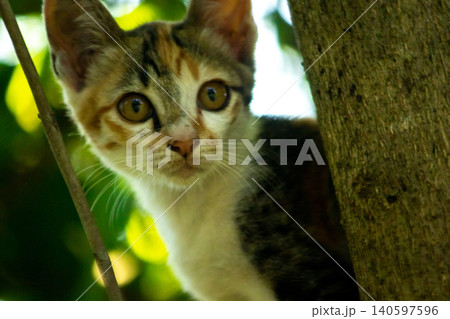 A calico cat enjoys exploring and climbing trees. A calico cat enjoys exploring and climbing trees. 140597596