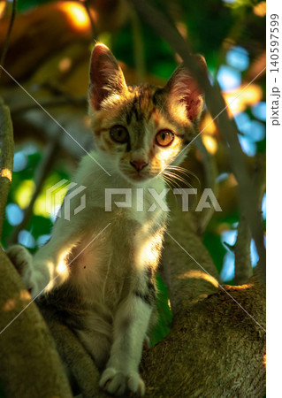 A calico cat enjoys exploring and climbing trees. A calico cat enjoys exploring and climbing trees. 140597599