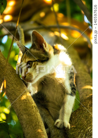 A calico cat enjoys exploring and climbing trees. A calico cat enjoys exploring and climbing trees. 140597616