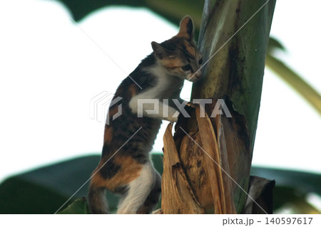 A calico cat enjoys exploring and climbing trees. A calico cat enjoys exploring and climbing trees. 140597617