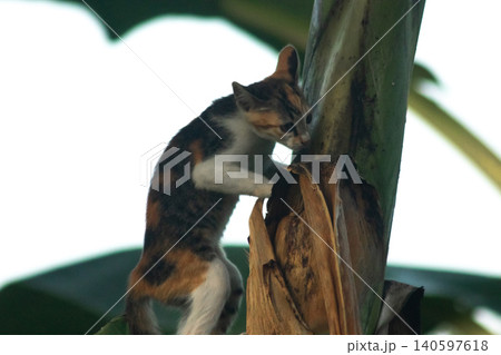 A calico cat enjoys exploring and climbing trees. A calico cat enjoys exploring and climbing trees. 140597618