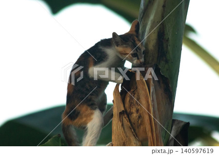 A calico cat enjoys exploring and climbing trees. 140597619