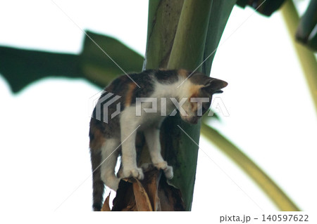 A calico cat enjoys exploring and climbing trees. A calico cat enjoys exploring and climbing trees. 140597622
