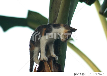 A calico cat enjoys exploring and climbing trees. A calico cat enjoys exploring and climbing trees. 140597623