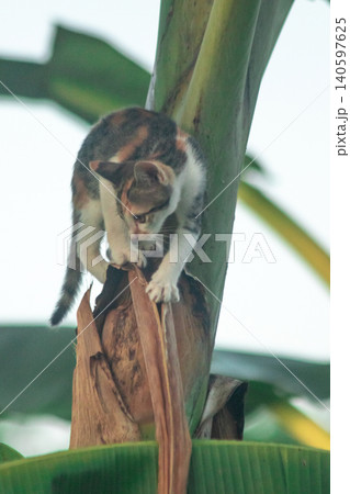 A calico cat enjoys exploring and climbing trees. A calico cat enjoys exploring and climbing trees. 140597625