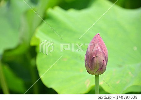 開花前の蓮のつぼみ3 開花前の蓮のつぼみ3 140597639