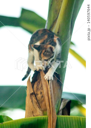 A calico cat enjoys exploring and climbing trees. A calico cat enjoys exploring and climbing trees. 140597644