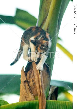 A calico cat enjoys exploring and climbing trees. A calico cat enjoys exploring and climbing trees. 140597645