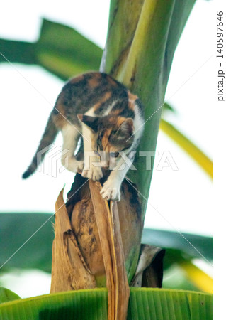 A calico cat enjoys exploring and climbing trees. A calico cat enjoys exploring and climbing trees. 140597646