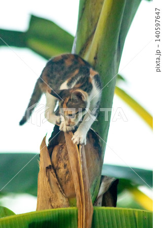 A calico cat enjoys exploring and climbing trees. 140597647