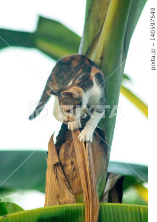 A calico cat enjoys exploring and climbing trees. A calico cat enjoys exploring and climbing trees. 140597649