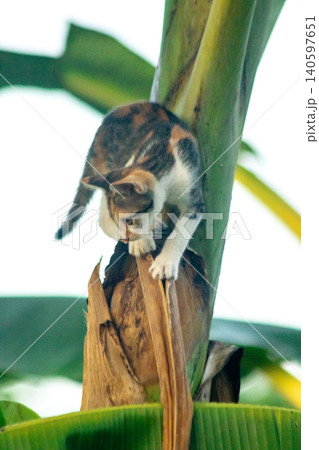 A calico cat enjoys exploring and climbing trees. A calico cat enjoys exploring and climbing trees. 140597651