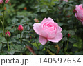 バラの花、 140597654