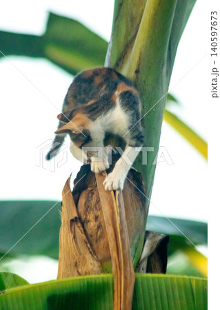 A calico cat enjoys exploring and climbing trees. 140597673