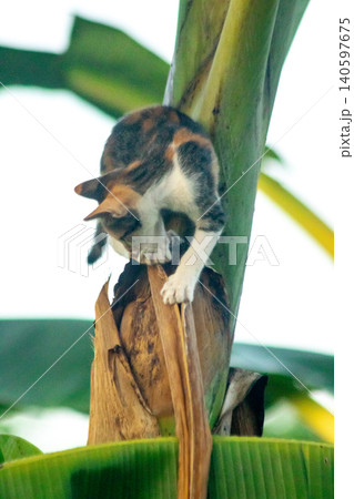 A calico cat enjoys exploring and climbing trees. A calico cat enjoys exploring and climbing trees. 140597675
