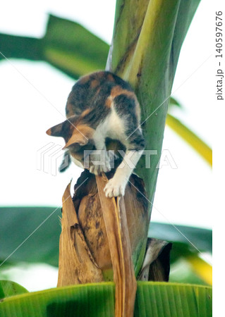 A calico cat enjoys exploring and climbing trees. 140597676