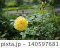 黄色いバラ 140597681