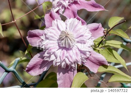 つるの女王。桃色の花弁のクレマチス、エビヨヒル つるの女王。桃色の花弁のクレマチス、エビヨヒル 140597722