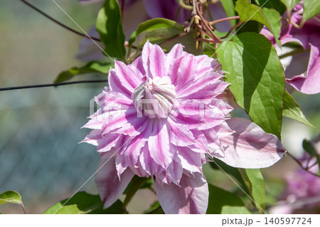 つるの女王。桃色の花弁のクレマチス、エビヨヒル つるの女王。桃色の花弁のクレマチス、エビヨヒル 140597724