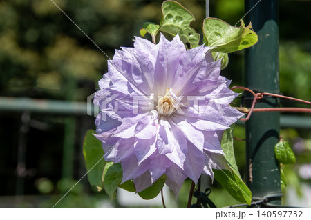 つるの女王。淡い青紫色の花弁のクレマチス、天塩 つるの女王。淡い青紫色の花弁のクレマチス、天塩 140597732
